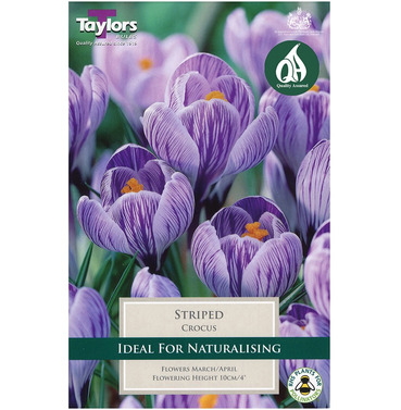 Crocus Striped Bulbs