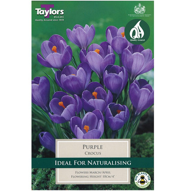 Crocus Purple Bulbs