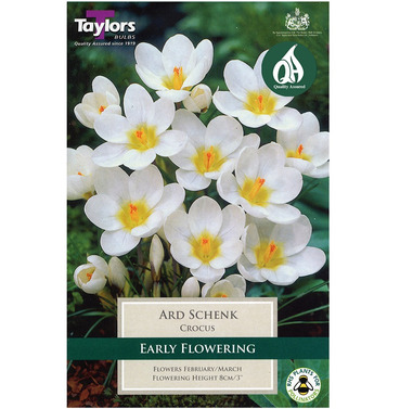 Crocus Ard Schenk Bulbs