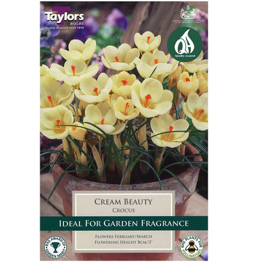 Crocus Cream Beauty Bulbs