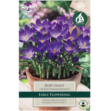 Crocus Ruby Giant Bulbs