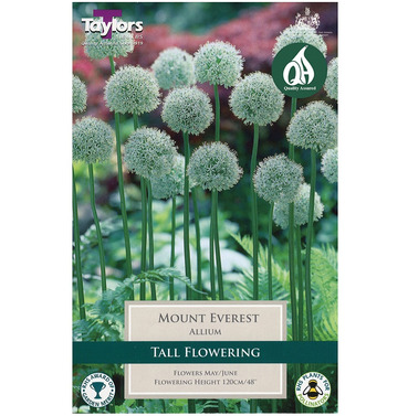 Allium Mount Everest Bulbs