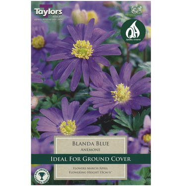 Anemone Blanda BlueBulbs