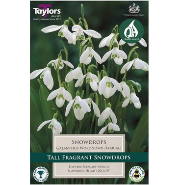 Galanthus Woronowii Bulbs