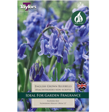 Hyacinthoides English Blue Bell Bulbs