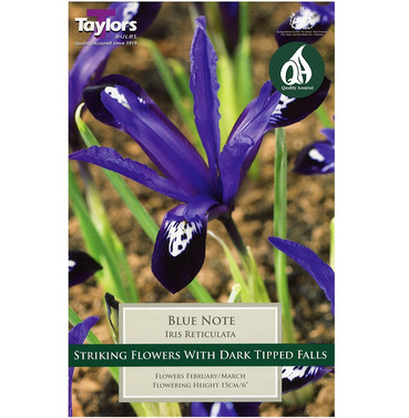 Iris Dwarf Blue Note Bulbs