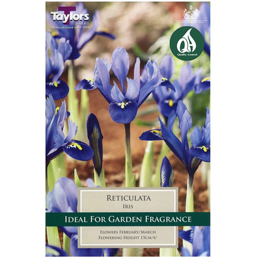 Iris Reticulata Bulbs