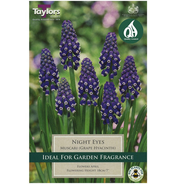 Muscari Night Eyes Bulbs