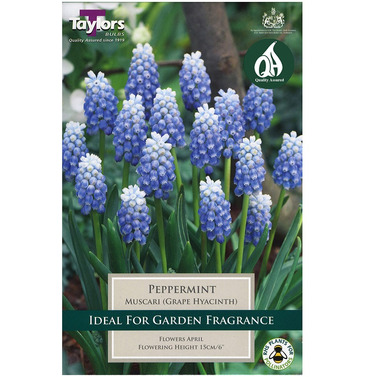 Muscari Peppermint Bulbs