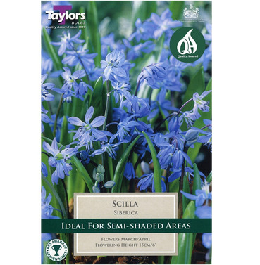 Scilla Siberica Bulbs