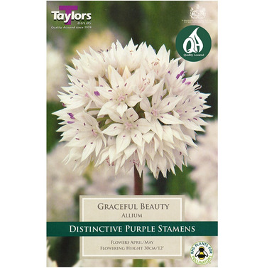 Allium Graceful Beauty Bulbs