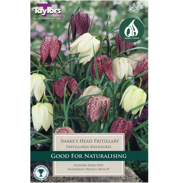 Fritillaria Meleagris Bulbs