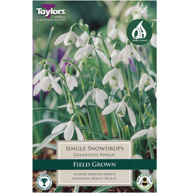 Galanthus Nivalis Bulbs