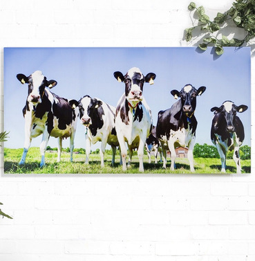 Large Inquisitive Cows Outdoor Canvas Wall Art