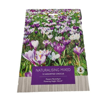 Crocus Naturalising Mixed - Buy One Get One Free