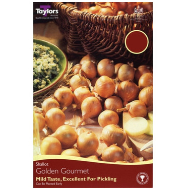 Onion Set Shallot Golden Gourmet - 12 Pack - Taylors Bulbs