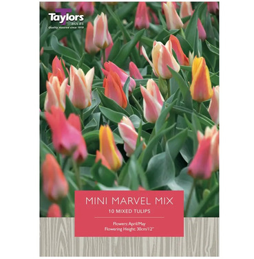 Tulip Mini Marvel Mix Bulbs - Buy One Get One Free