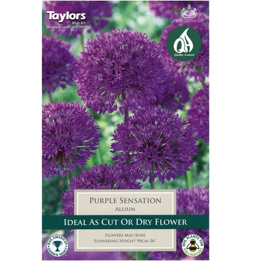 Allium Purple Sensation Bulbs