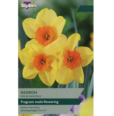 Narcissi Kedron Bulbs