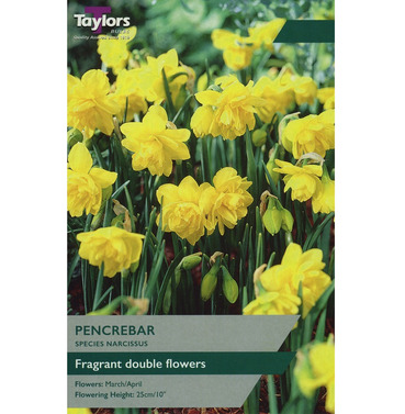 Narcissi Pencreber Bulbs