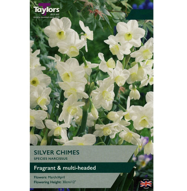 Narcissi Silver Chimes Bulbs