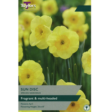 Narcissi Sun Disc Bulbs