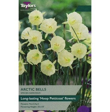 Narcissi Artic Bells Bulbs