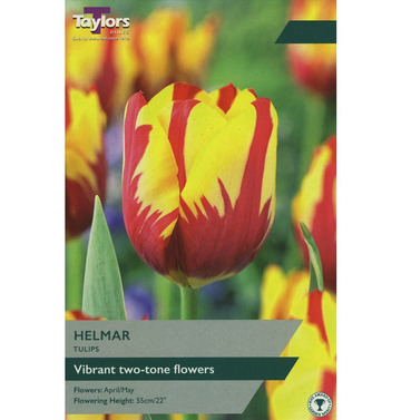 Tulip Helmar Bulbs