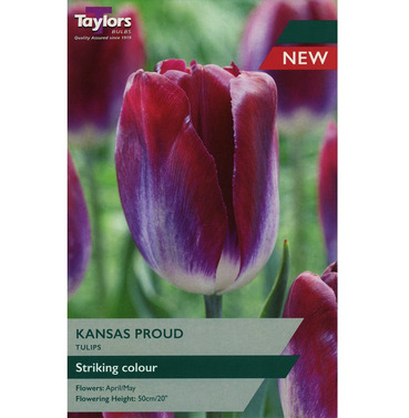 Tulip Kansas Proud Bulbs