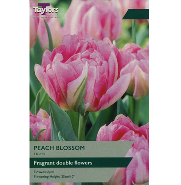 Tulip Peach Blossom