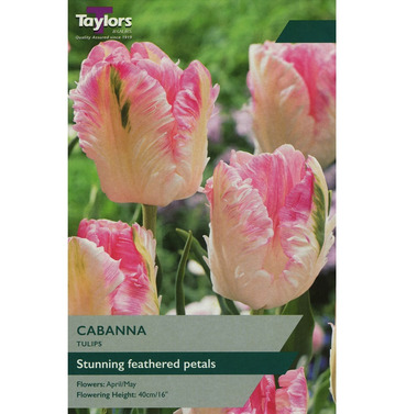 Tulip Cabanna Bulbs