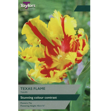 Tulip Texas Flame Bulbs