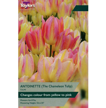 Tulip Antoinette Bulbs