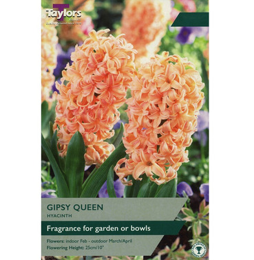 Hyacinth Gypsy Queen Bulbs