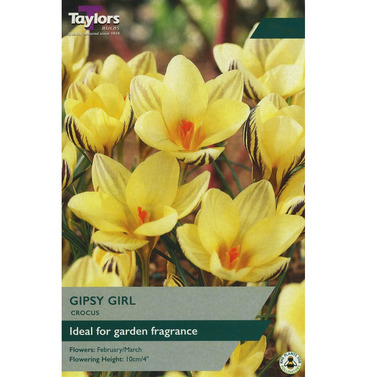 Crocus Gipsy Girl Bulbs