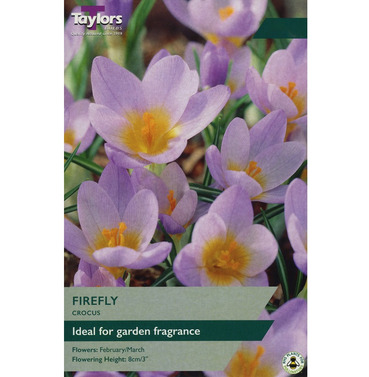 Crocus Firefly Bulbs