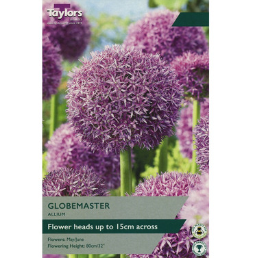 Allium Globemaster Bulbs