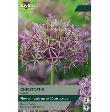 Allium Christophii Bulbs