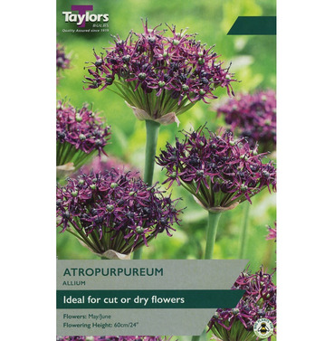 Allium Atropurpureum Bulbs