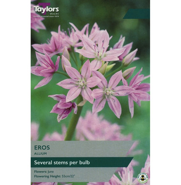 Allium Eros Bulbs