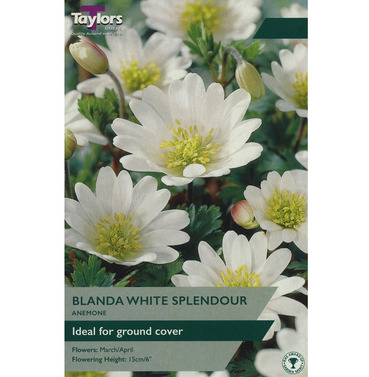 Anemone Blanda White Bulbs