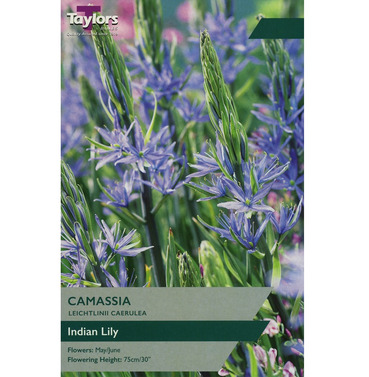 Camassia Leichtlinii Caerulea Bulbs