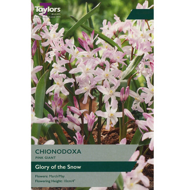 Chionodoxa Pink Giant Bulbs