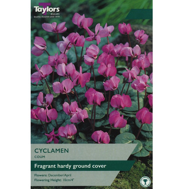 Cyclamen Coum Bulbs