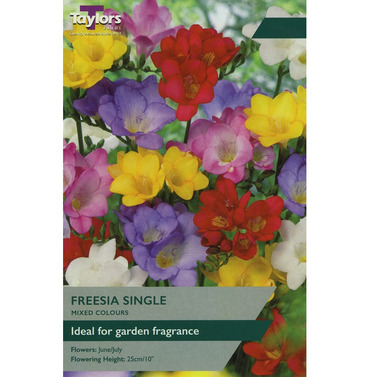 Freesia Single Bulbs