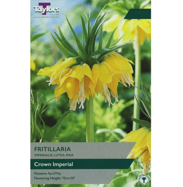 Fritillaria Imperialis Lutea Max Bulbs