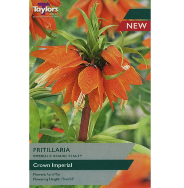 Fritillaria Imper Orange Beauty Bulbs