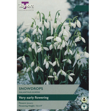 Galanthus Elwesii Bulbs