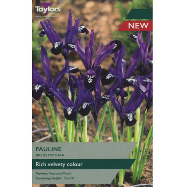 Iris Reticulata Pauline Bulbs