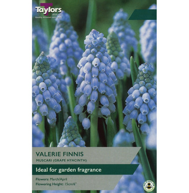 Muscari Valerie Finnis Hyacinth Bulbs